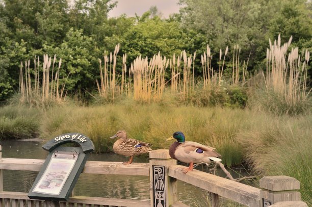 wetland