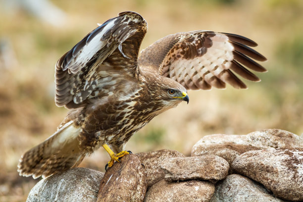 buzzard