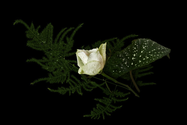 雨中的一枝海棠花