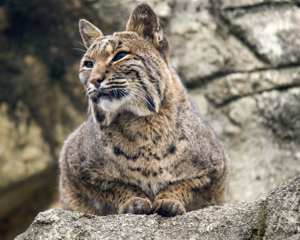 felis