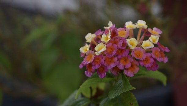 lantana