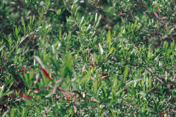 bushveld