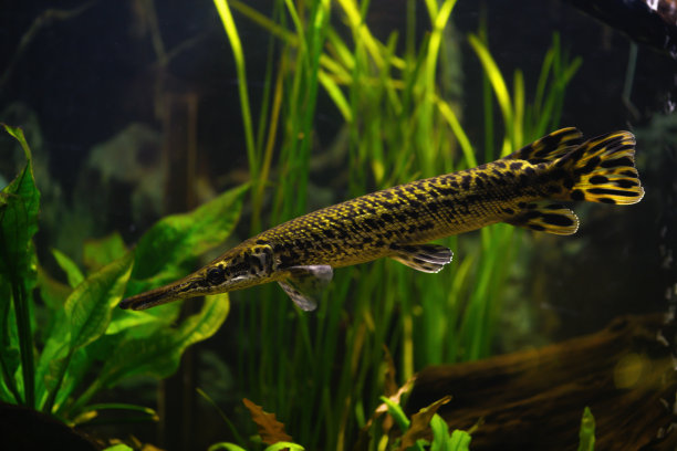 pike