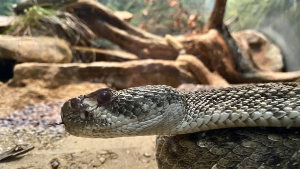 adders