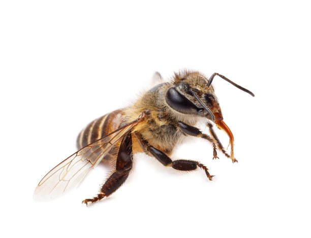 beekeeper