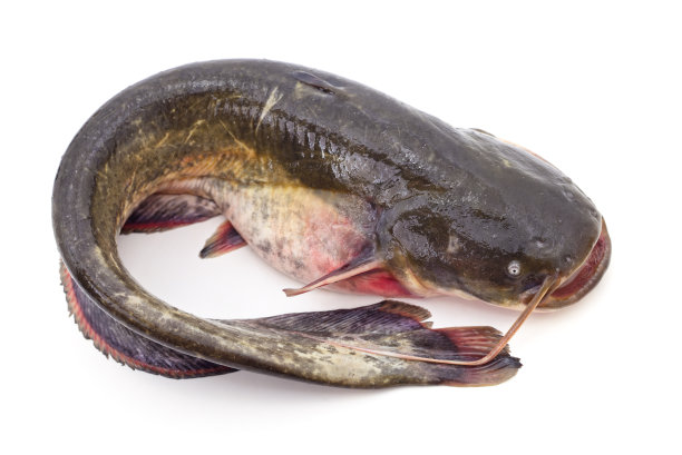 catfish