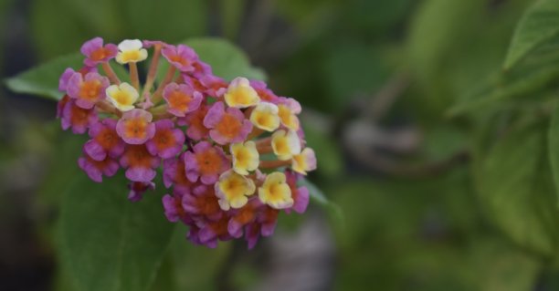 lantana