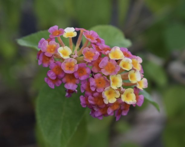lantana