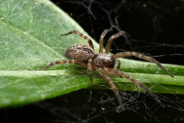 arachnid