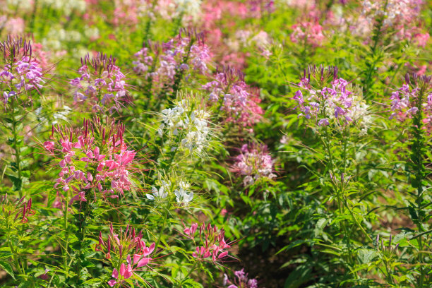 cleome