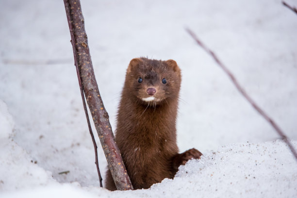 mustela