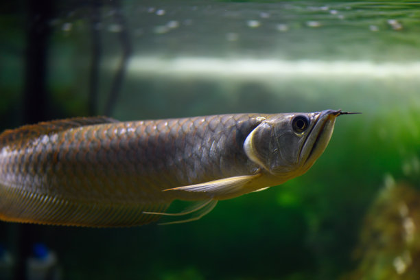 arowana