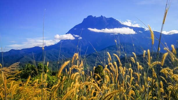 borneo