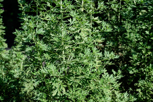 wormwood