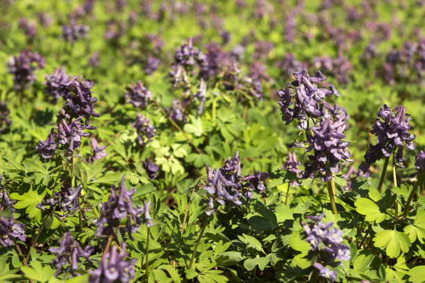 corydalis