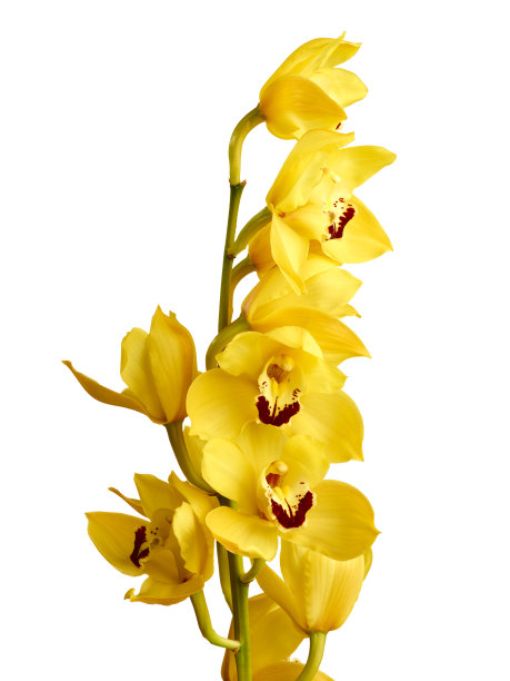 cymbidium