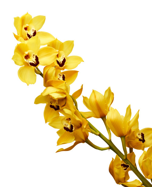 cymbidium
