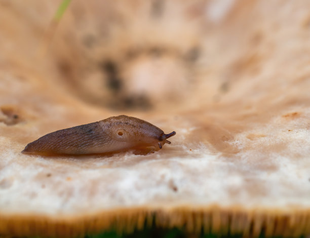 mollusk