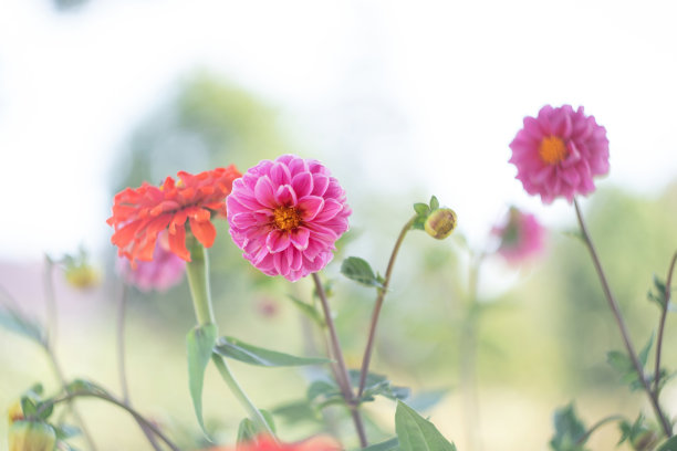 华丽绽放财富中心