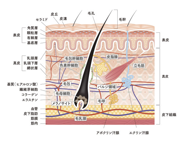 pores