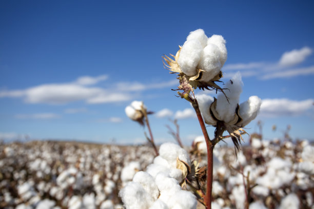 cotton