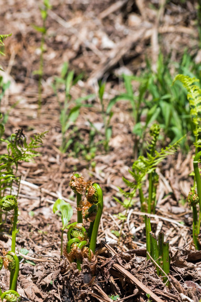 fiddlehead