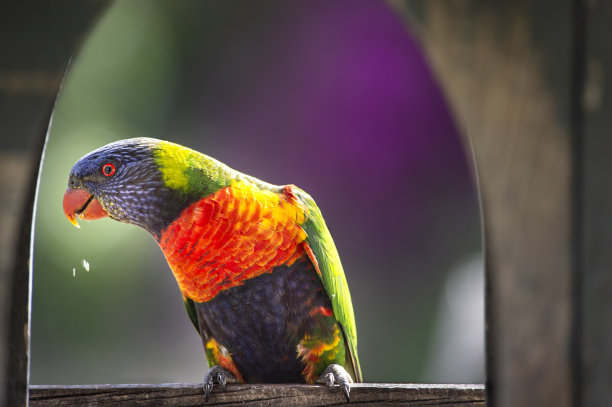 lorikeet