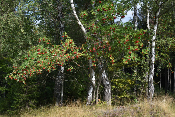rowan