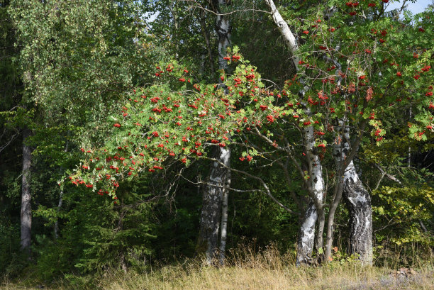 rowan