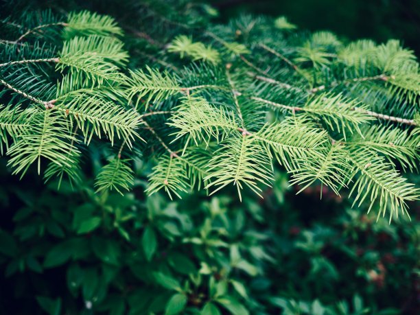 overgrown