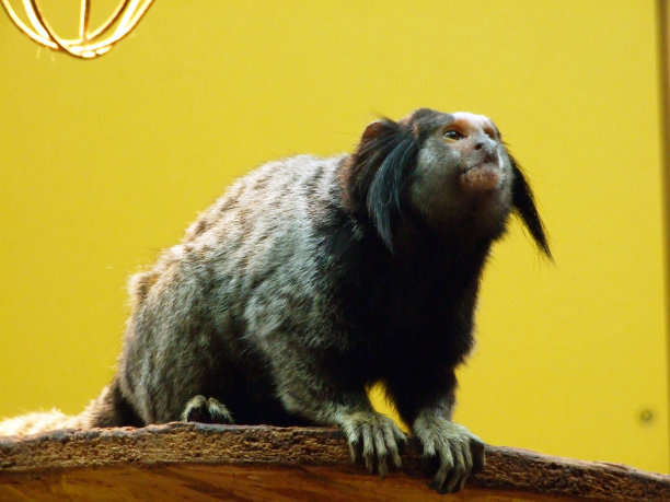 saguinus