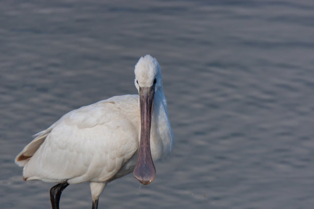 spoonbill