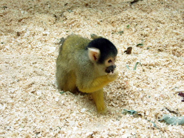 saguinus