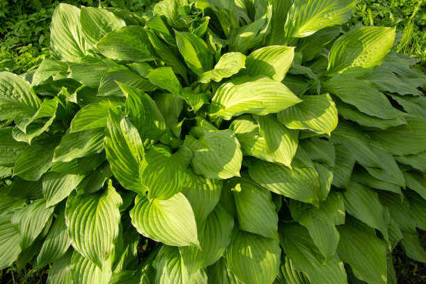 hosta