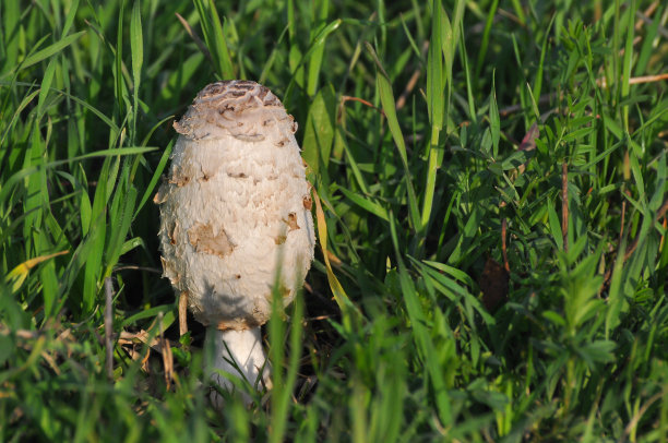 coprinus
