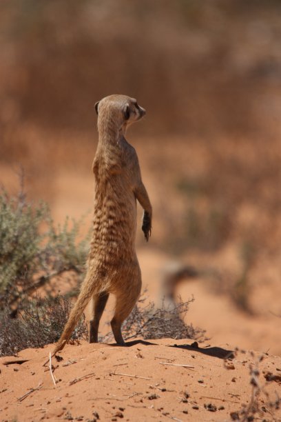 mongoose