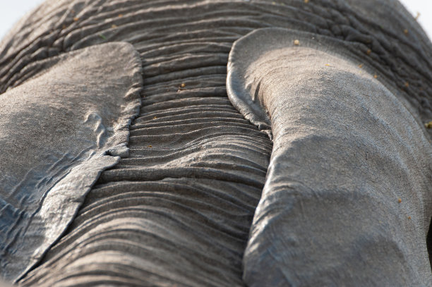 pachyderm