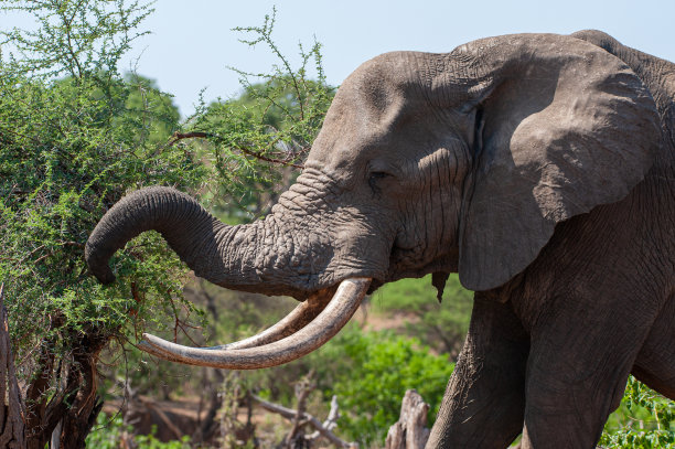 ivory