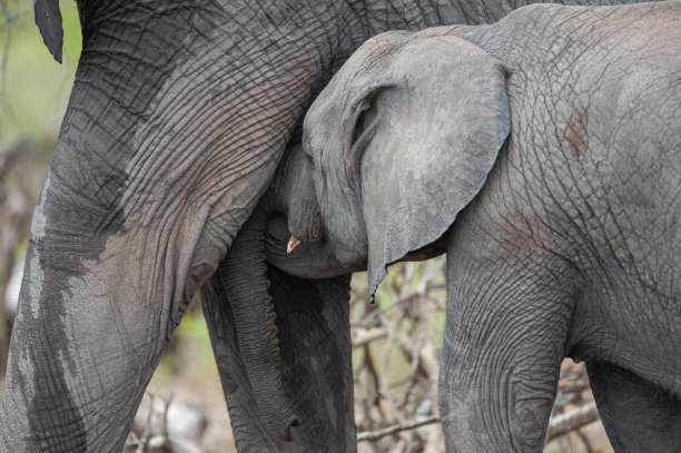 pachyderm