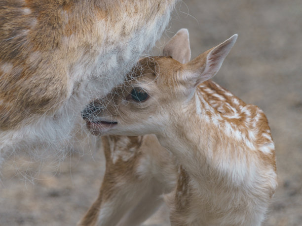 doe