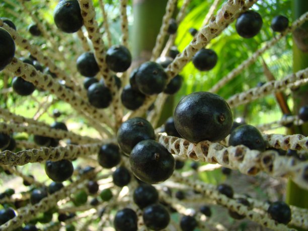 acai