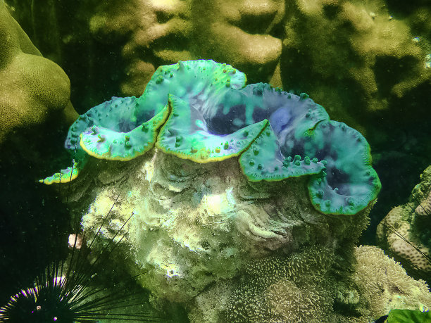 tridacna
