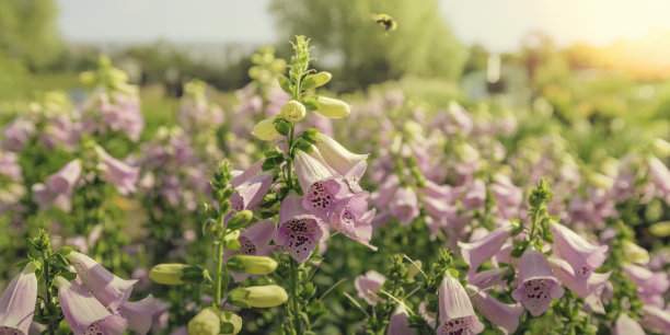 digitalis