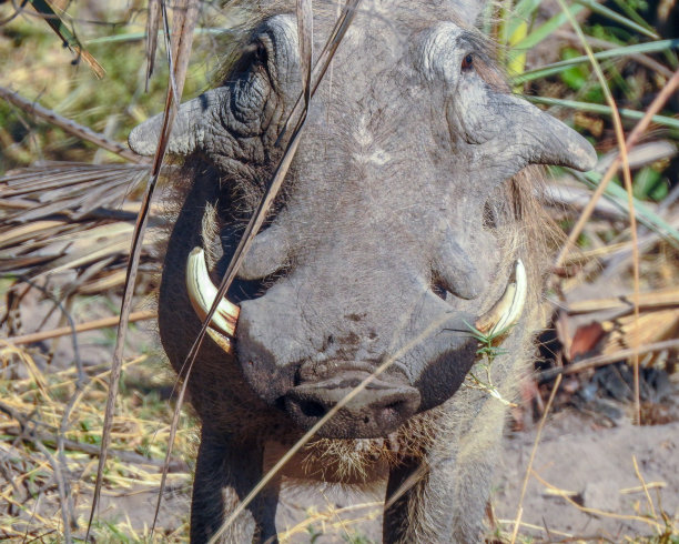 phacochoerus