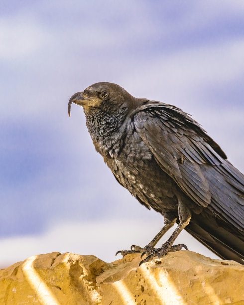 raven