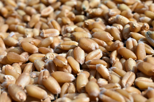 bulgur