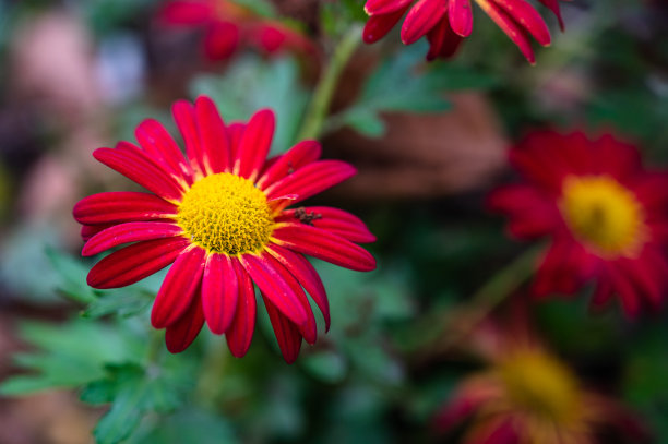 pyrethrum