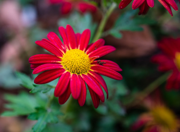 pyrethrum
