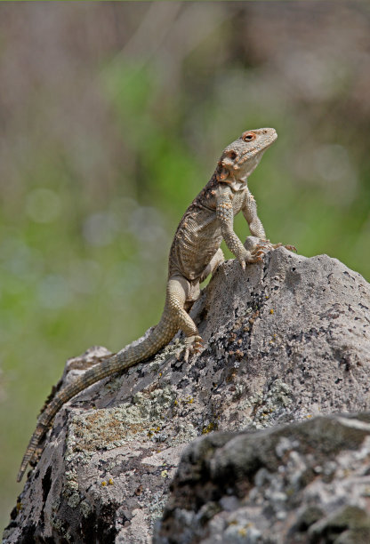 agama