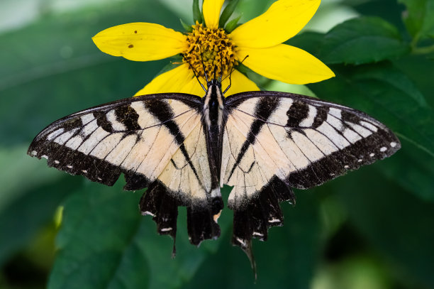 danaus